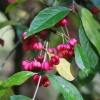 Zdjęcie z Australii - Australijska flora