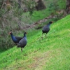 Zdjęcie z Australii - Kurki wodne swamp hens