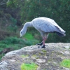 Zdjęcie z Australii - Gęs cape barren goose