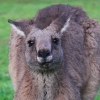 Australia - Rezerwat Valley Lake - Mt Gambier