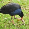 Zdjęcie z Australii - Kurka wodna swamp hen