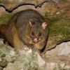 Zdjęcie z Australii - Jeden z licznych