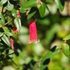 Zdjęcie z Australii - Australijska flora