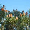 Zdjęcie z Australii - Australijska flora