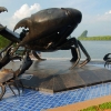 Zdjęcie z Tajlandii - wielki krab w krabi town