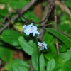 Zdjęcie z Australii - Australijska flora