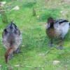 Zdjęcie z Australii - Australijskie male gesi