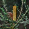 Zdjęcie z Australii - Australijska flora