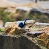 Zdjęcie z Australii - Samczyk blue wren