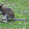 Zdjęcie z Australii - Wallaby, czyli po polsku