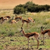 Zdjęcie z Namibii - 