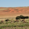 Zdjęcie z Namibii - 