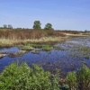 Zdjęcie z Polski - Biebrzański Park 