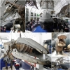 Zdjęcie z Wielkiej Brytanii - Muzeum Historii Naturalne
