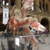 Zdjęcie z Wielkiej Brytanii - Natural History Museum