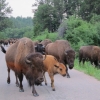 Zdjęcie ze Stanów Zjednoczonych - custer state park