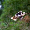 Zdjęcie z Australii - kookaburra