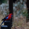 Zdjęcie z Australii - rosella
