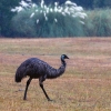 Zdjęcie z Australii - 