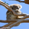 Zdjęcie z Australii - Koala