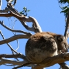 Zdjęcie z Australii - 