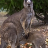 Zdjęcie z Australii - 