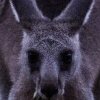 Zdjęcie z Australii - 