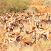 Zdjęcie z Namibii - 