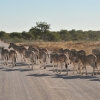 Zdjęcie z Namibii - 