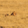 Zdjęcie z Namibii - 