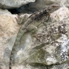 Zdjęcie z Gruzji - Udżarma - fauna.