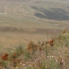 Zdjęcie z Gruzji - Równina Azerska.