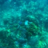Zdjęcie z Indonezji - Rafa Mushroom Bay