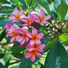 Zdjęcie z Indonezji - Frangipani - prawdziwy