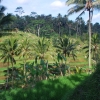 Zdjęcie z Indonezji - Tarasy ryzowe Tegalalang 