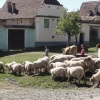 Zdjęcie z Rumunii - 