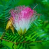 Zdjęcie z Indonezji - Tropikalny kwiatek