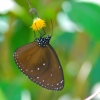 Zdjęcie z Indonezji - Fauna i flora :)