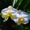 Zdjęcie z Indonezji - Orchidee