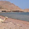 Zdjęcie z Egiptu - Dahab