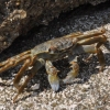 Zdjęcie z Egiptu - krab