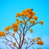 Zdjęcie z Indonezji - Tropikalne kwiaty