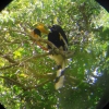 Zdjęcie z Tajlandii - Khao Yai National Park