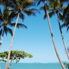 Zdjęcie z Australii - Palm Cove