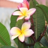 Zdjęcie z Portugalii - Frangipani