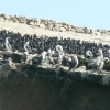 Zdjęcie z Peru - Wyspy Ballestas