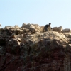 Zdjęcie z Peru - Wyspy Ballestas