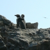 Zdjęcie z Peru - Wyspy Ballestas