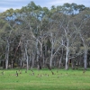 Zdjęcie z Australii - Kangurza polana 