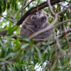 Zdjęcie z Australii - Nie ma jak u mamy